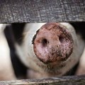 African Swine Fever update