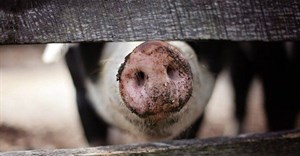 African Swine Fever update
