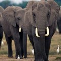 New report confirms African elephants under continued threat of poaching