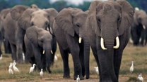 New report confirms African elephants under continued threat of poaching