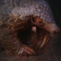 Eye of the Pangolin to premiere on Endangered Species Day