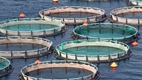 Revised guidelines for aquaculture programme