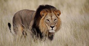 Trophy hunting in Africa: the case for viable, sustainable alternatives