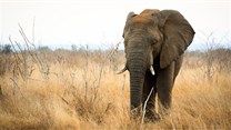 More confusion over the fate of Botswana's elephants