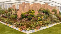 Kirstenbosch wins another gold medal at the Chelsea Flower Show