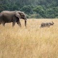 Elephants reduced to a political football as Botswana brings back hunting