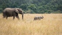 Elephants reduced to a political football as Botswana brings back hunting