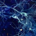 Artist impression of neurons communicating in the brain.
whitehoune/Shutterstock.com