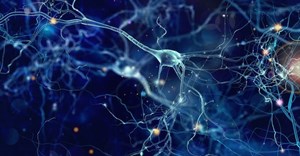 Artist impression of neurons communicating in the brain.
whitehoune/Shutterstock.com