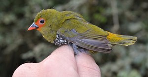 Unregulated timber harvesting in Eastern Cape negatively impacting bird diversity