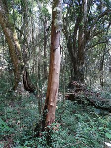 Researchers from Stellenbosch University estimate that just under 30% of trees from which bark has been removed in five indigenous forests of the Eastern Cape have been ring-barked. This means the bark has been removed from around the entire circumference of a tree, leading to its eventual death. Pictured here is a ring-barked black stinkwood (Ocotea bullata) in Gomo forest. Photo by Jessica Leaver
