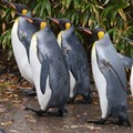 Penguins' behaviour could aid fisheries management