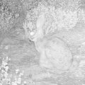 New population of critically endangered Riverine Rabbit discovered in Baviaanskloof