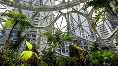 Inside Amazon's 'super-experience' biophilic spheres. 
Source: