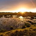 Financial incentives could spur cities and landowners to protect wetlands