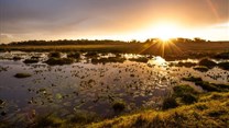 Financial incentives could spur cities and landowners to protect wetlands