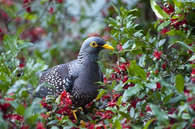 African Olive Pigeon by Dom Henry