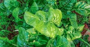 Spinach is more prone to carrying bacteria and pathogens, study finds.