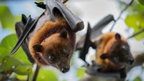 Fruit bats can pass Ebola on to humans. Jeffrey Paul Wade/Shutterstock