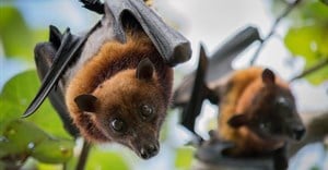 Fruit bats can pass Ebola on to humans. Jeffrey Paul Wade/Shutterstock