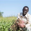 Sweet potato 'ideal dual-purpose crop' for smallholders