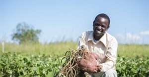 Sweet potato 'ideal dual-purpose crop' for smallholders