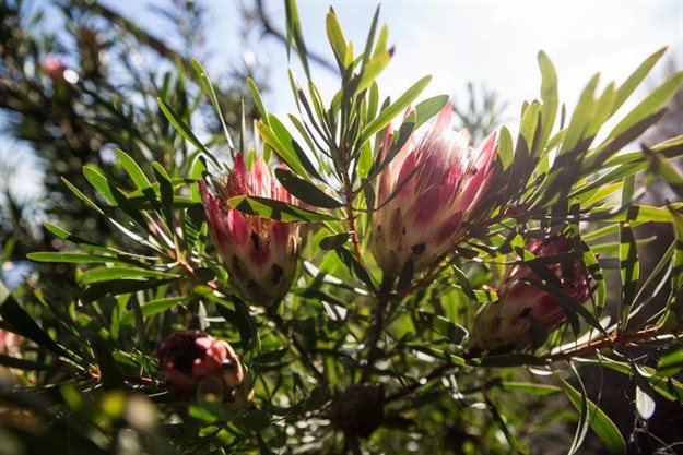 Plants in the Western Cape are becoming extinct faster than anywhere else on earth except Hawaii, a study shows. Photo: Ashraf Hendricks