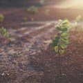 Recovery of soil health crucial for agricultural sustainability