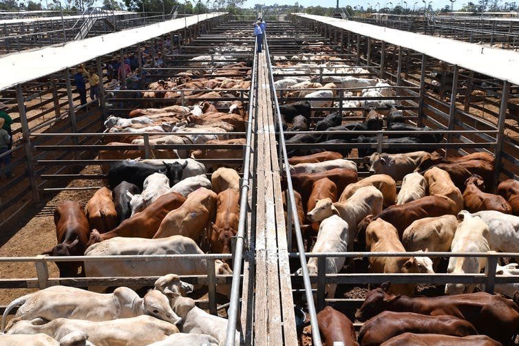 Cattle being readied for auction at the Roma Saleyards in Queensland, the largest cattle-selling centre in the Southern Hemisphere with over 400,000 cattle auctioned each year. Darren England/AAP