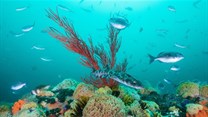 Robben Island joins list of 20 new protected marine sites in South Africa