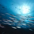 New study urges smarter use of small pelagic species to strengthen food security
