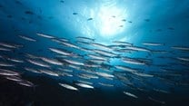 New study urges smarter use of small pelagic species to strengthen food security