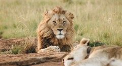 5 places to see the Big 5 near Cape Town