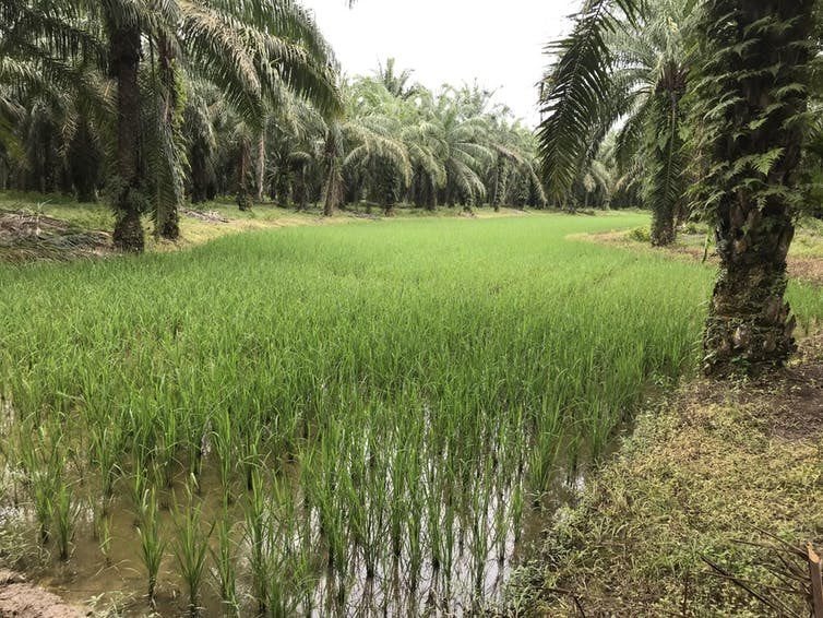 Smallholders’ mixed cultivation of palm oil trees and a rice paddy in Sumatra (2019) J.-M. Roda, Author provided