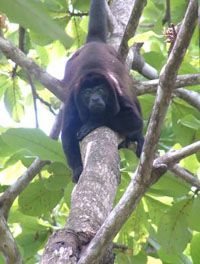 A howler monkey looks down from the trees in Costa Rica.
