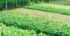Agroecology as innovation