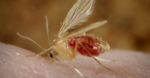 Leishmaniasis is caused by a parasite that is carried by a female sandfly. CDC/ Frank Collins