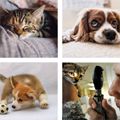 Are 'pet families' helping to grow the pet care market in SA?