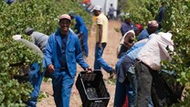 Young South Africans want to farm. But the system isn't ready for them