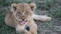 Cuddling a lion cub can undermine conservation efforts