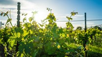 Vinpro viticultural training sharpens vineyard workers skills