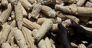 Understanding the political economy of maize in Kenya