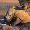 Rhino Momma Project in desperate need of donations
