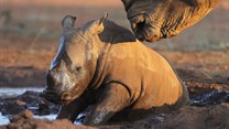 Rhino Momma Project in desperate need of donations