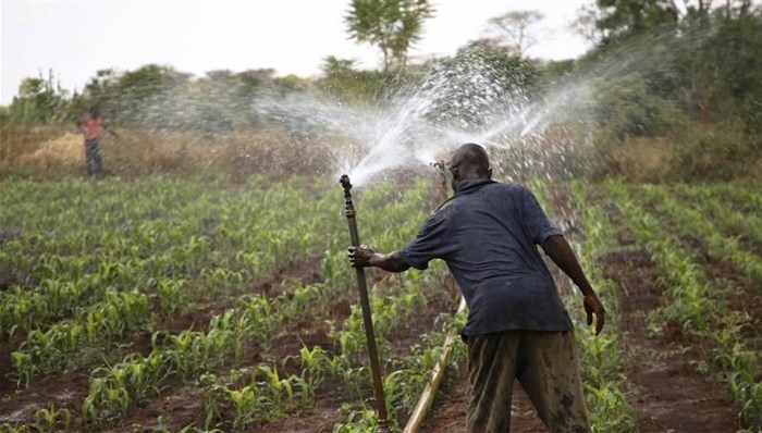 Farm worker adjusts a sprinkler irrigation pipe in a maize field ©,