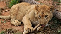 Captive lion breeding in South Africa: the case for a total ban