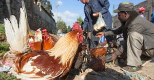 SA poultry farmers upskilled in farm, financial management