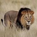 High court sets aside 2017, 2018 lion bone quotas
