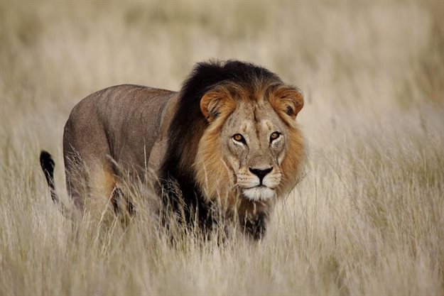 High court sets aside 2017, 2018 lion bone quotas