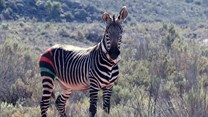 CapeNature, Sanbona Wildlife Reserve capture, translocate Cape mountain zebra